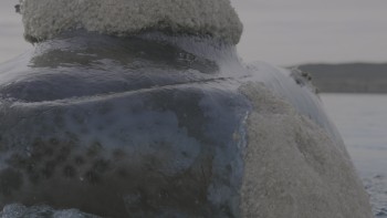 Planet.Earth.III.S01E01.2023.Bluray.2160p.TrueHD-7.1.HDR.x265.10bit-CHD.mkv_20240206_195837.040