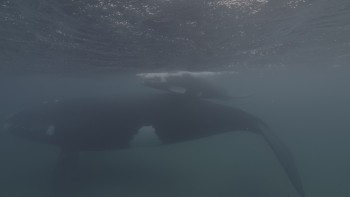 Planet.Earth.III.S01E01.2023.Bluray.2160p.TrueHD-7.1.HDR.x265.10bit-CHD.mkv_20240206_195839.369
