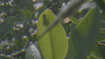 Planet.Earth.III.S01E01.2023.Bluray.2160p.TrueHD-7.1.HDR.x265.10bit-CHD.mkv_20240206_195843.614