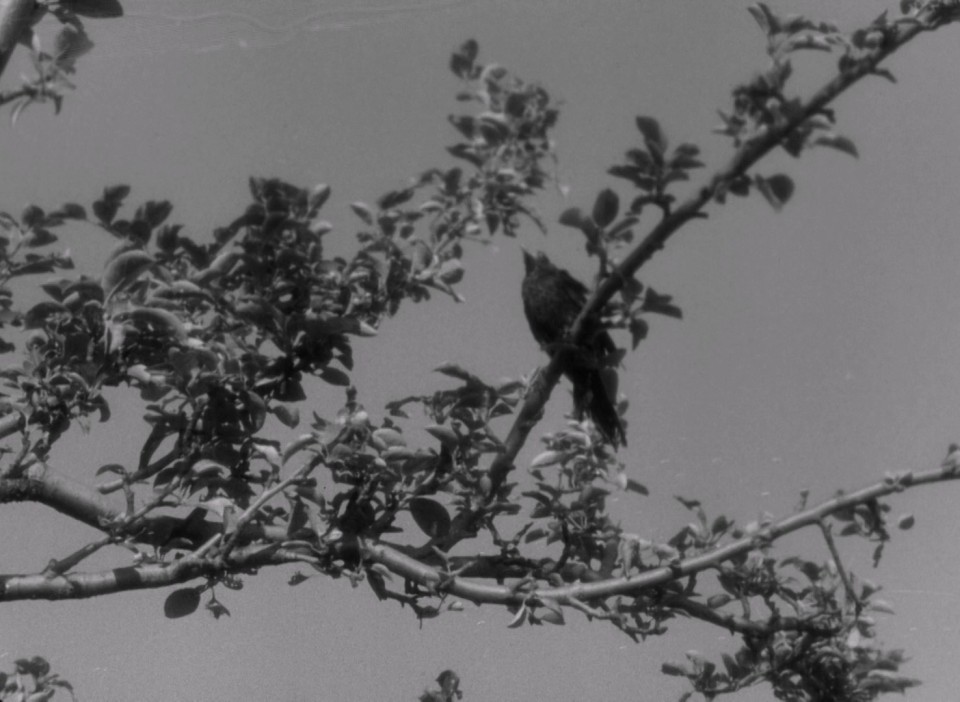 Touha.1958.1080p.Bluray.LPCM.2.0.x264-CHD.mkv_20250602_233347.099.jpg