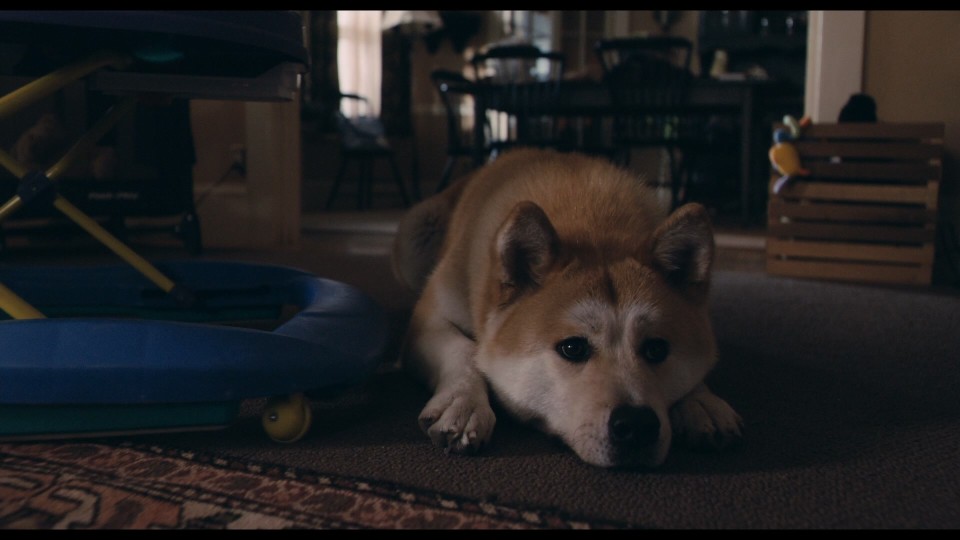 Hachi.A.Dogs.Tale.2009.1080p.Bluray.Remux.AVC.DTS-HD.MA.5.1-CHD.mkv_20250819_100127.837.jpg
